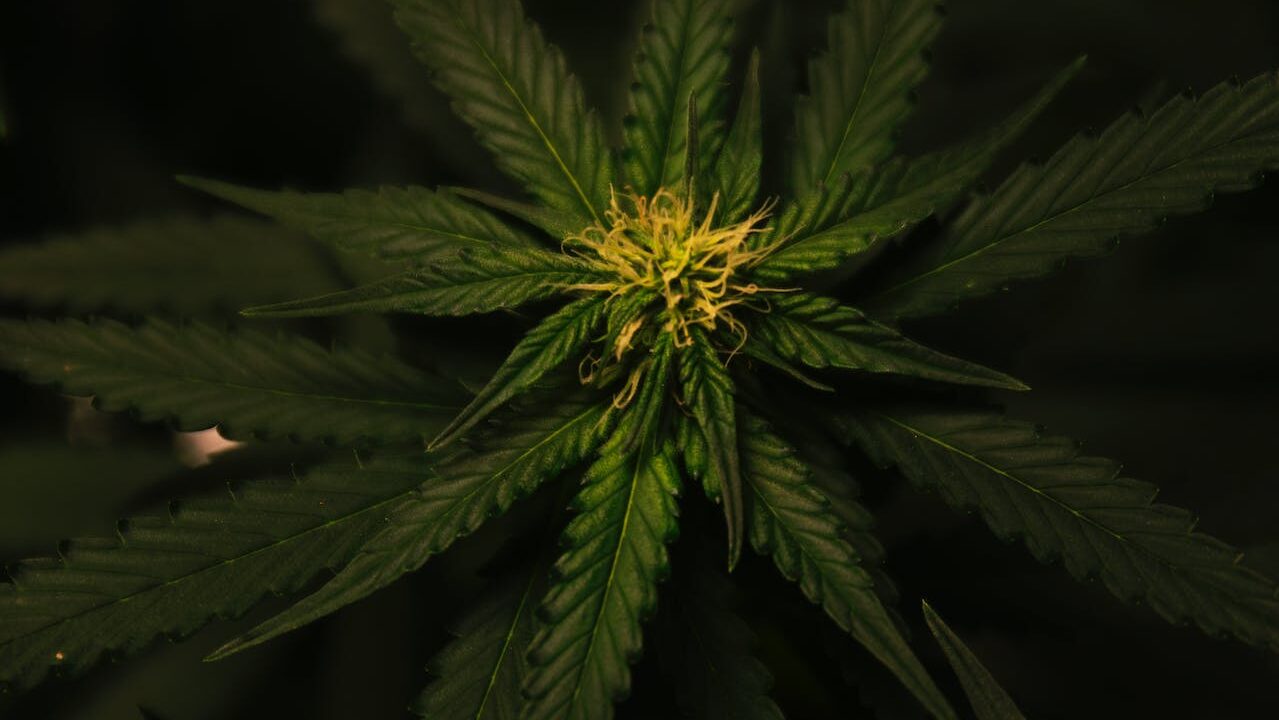 2024 könnte das Jahr der Cannabis-Aktien werden