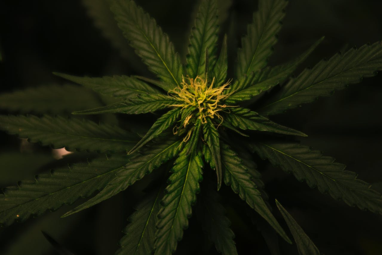 2024 könnte das Jahr der Cannabis-Aktien werden